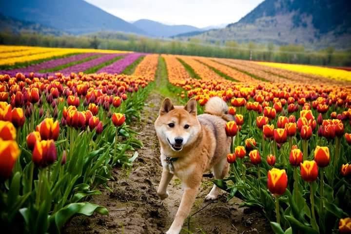 Fi Chai and the origin of Pawfect Witness